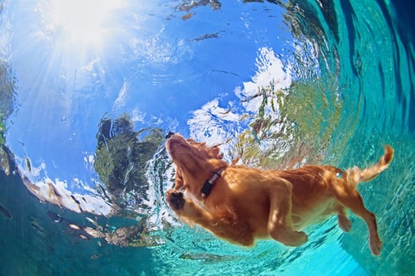 Dog in pool