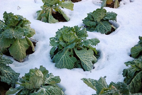 Snow covering plants