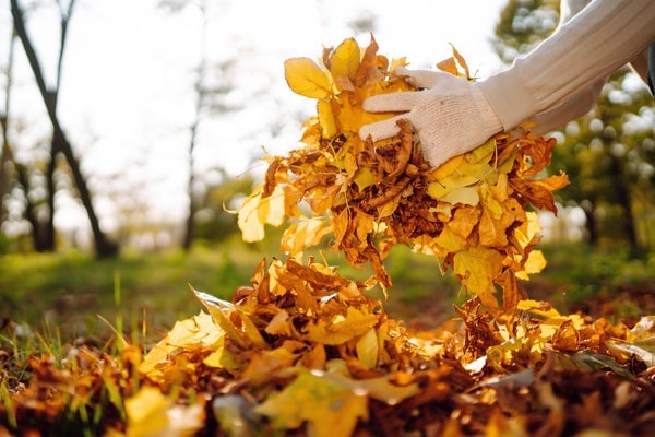 Fall lawn