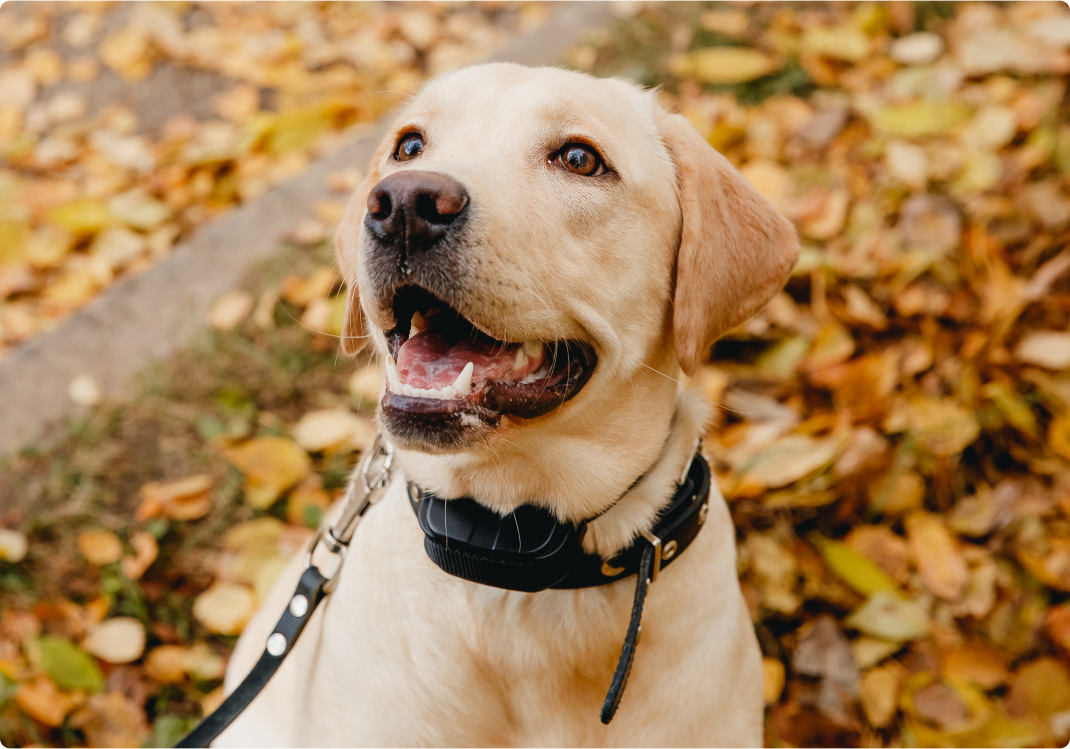 yellow lab