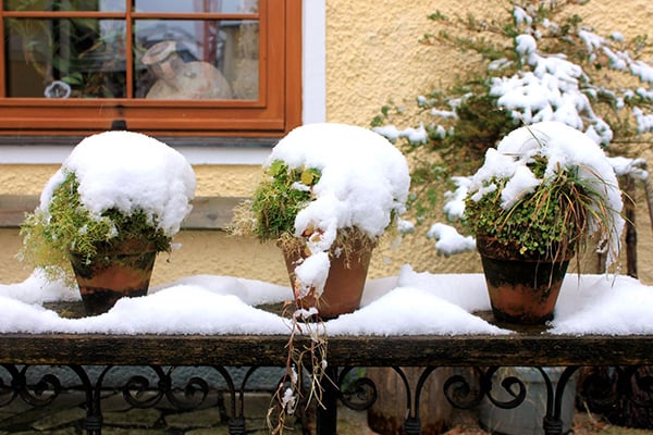 Plants that have been snowed on