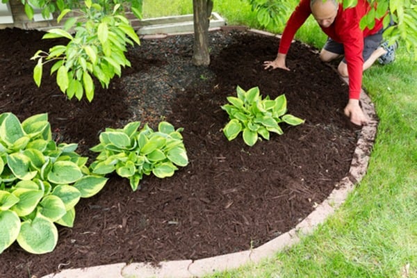 mulched flower bed