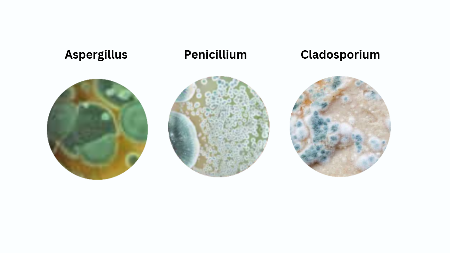 Other types of mold