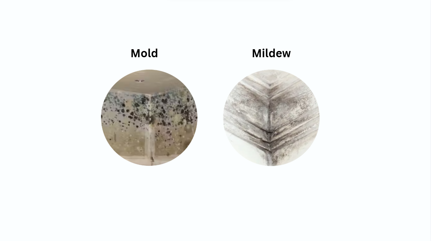 Mold vs Mildew