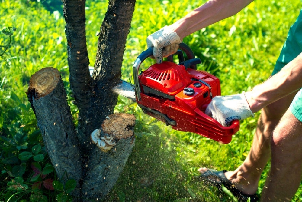 Chainsaw cutting a tree stump