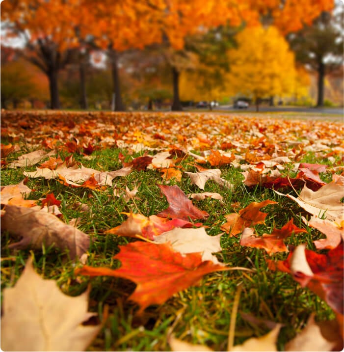 Fall leaves and trees