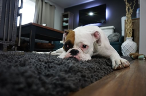 Dog laying on carpet