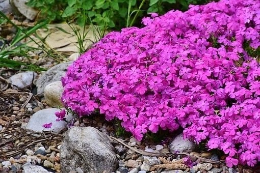 ground cover flowers