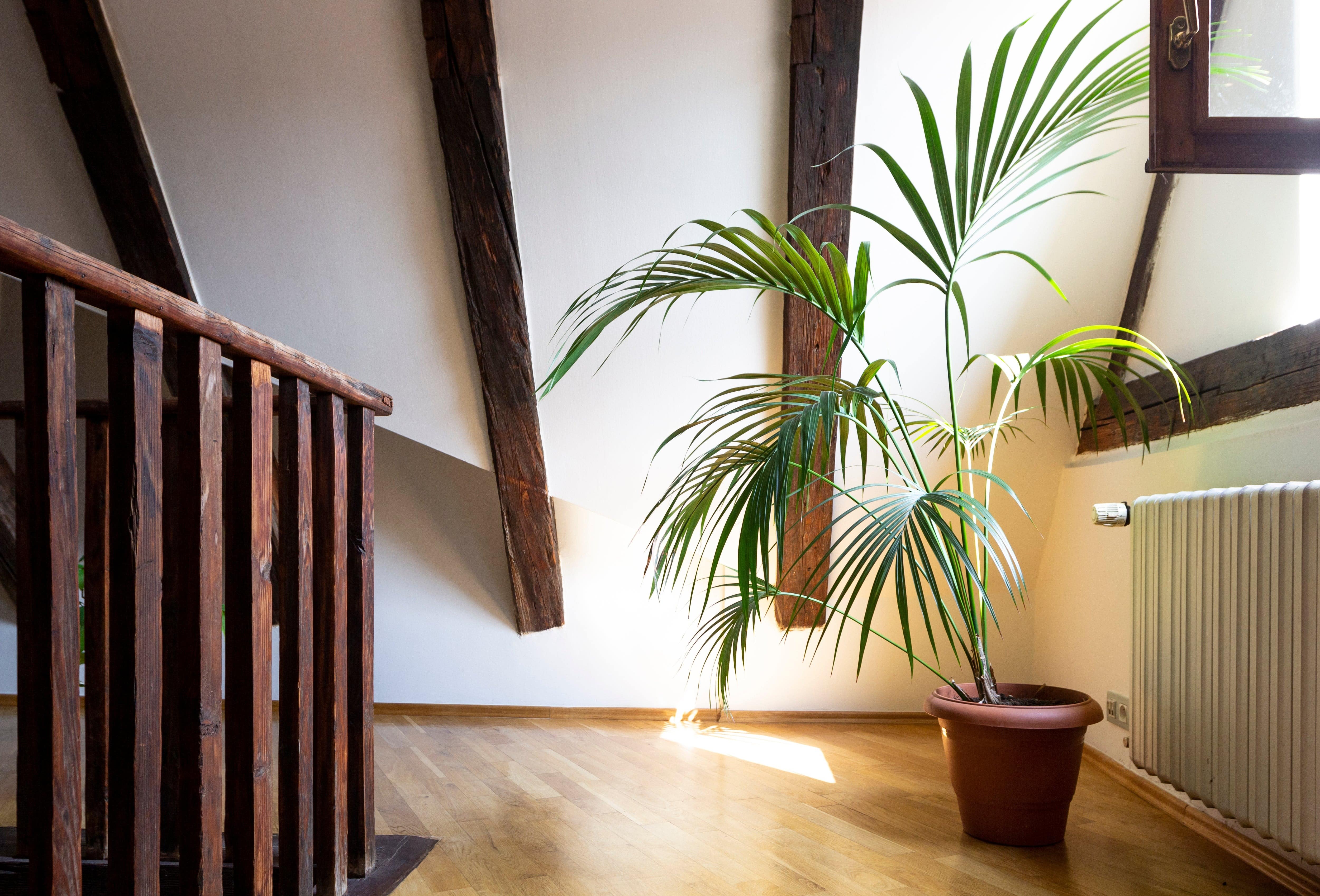 palm plant in room with wood accents