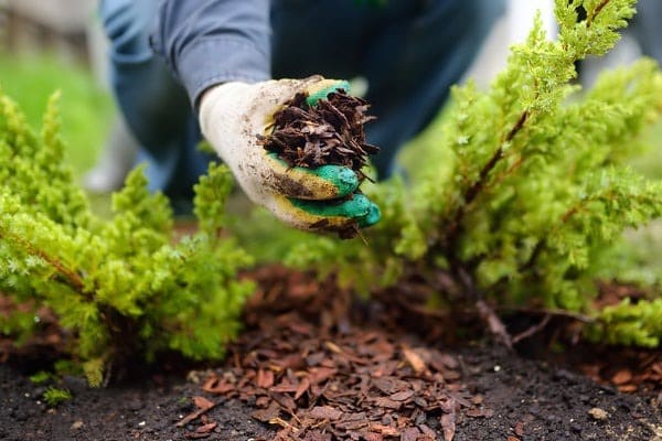 laying mulch