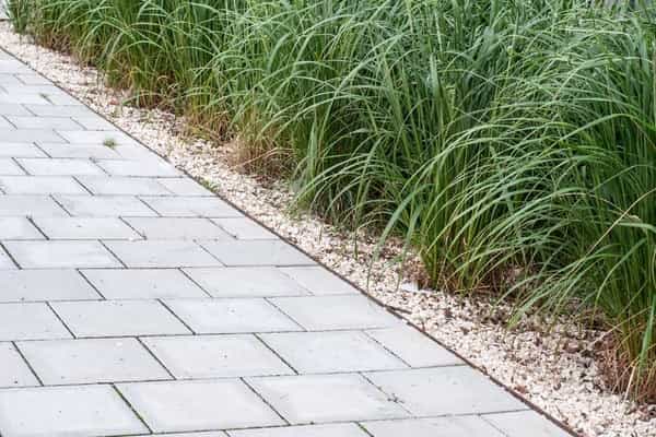 ornamental grass along a walkway