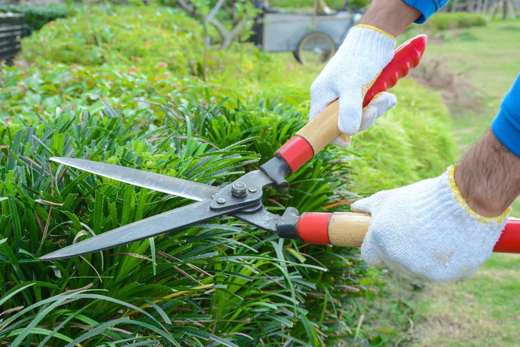 garden shears